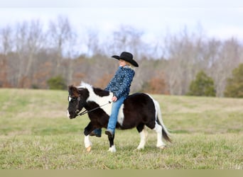 More ponies/small horses, Gelding, 11 years, 9 hh, Pinto