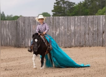 More ponies/small horses, Gelding, 12 years, 10.1 hh