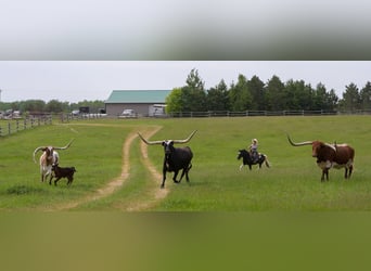 More ponies/small horses, Gelding, 12 years, 10.1 hh