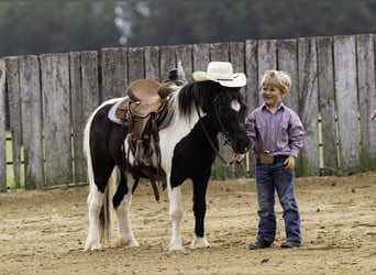 More ponies/small horses, Gelding, 12 years, 10.1 hh