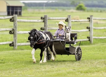 More ponies/small horses, Gelding, 12 years, 10.1 hh