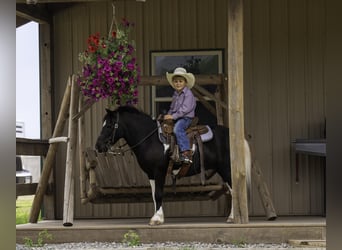 More ponies/small horses, Gelding, 12 years, 10.1 hh