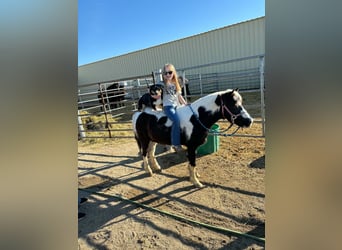 More ponies/small horses, Gelding, 12 years, 10 hh, Pinto