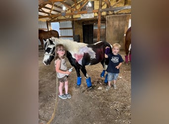 More ponies/small horses, Gelding, 12 years, 10 hh, Pinto