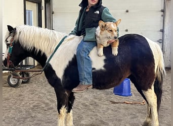 More ponies/small horses, Gelding, 12 years, 10 hh, Pinto