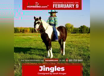 More ponies/small horses, Gelding, 12 years, 10 hh, Pinto