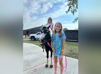 More ponies/small horses, Gelding, 12 years, 10 hh, Pinto