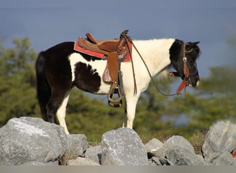 More ponies/small horses, Gelding, 12 years, 10 hh, Pinto