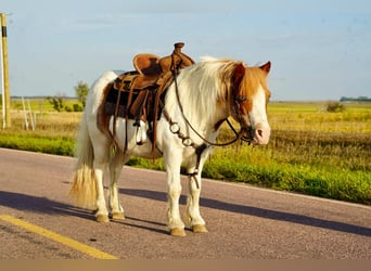 More ponies/small horses, Gelding, 12 years, 10 hh, Pinto