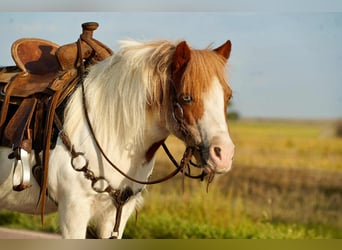 More ponies/small horses, Gelding, 12 years, 10 hh, Pinto