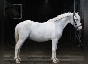 More ponies/small horses, Gelding, 12 years, 11.1 hh, Pinto