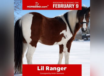 More ponies/small horses, Gelding, 12 years, 11.2 hh, Pinto