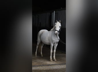 More ponies/small horses, Gelding, 12 years, 11,1 hh, Pinto