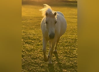 More ponies/small horses, Gelding, 12 years, 11,2 hh, Grey