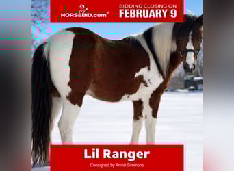 More ponies/small horses, Gelding, 12 years, 11,2 hh, Pinto