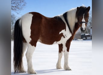 More ponies/small horses, Gelding, 12 years, 11,2 hh, Pinto