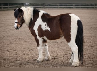 More ponies/small horses, Gelding, 12 years, 11,2 hh, Pinto