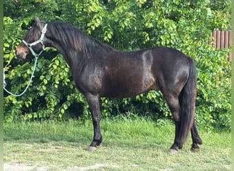 More ponies/small horses, Gelding, 12 years, 13,1 hh, Black