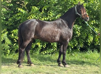 More ponies/small horses, Gelding, 12 years, 13,1 hh, Black