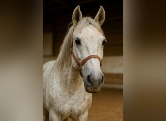 More ponies/small horses, Gelding, 12 years, 14 hh, Grey-Dapple