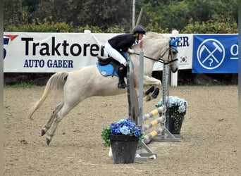 More ponies/small horses Mix, Gelding, 12 years, 14,1 hh, Grey