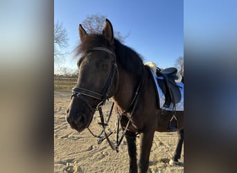 More ponies/small horses, Gelding, 12 years, 14,2 hh, Black