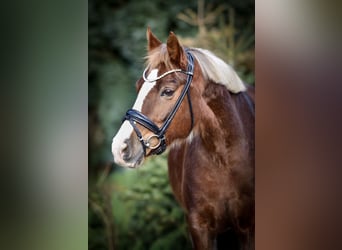 More ponies/small horses, Gelding, 12 years, 14,2 hh, Chestnut