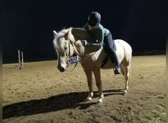 More ponies/small horses, Gelding, 12 years, 9.1 hh, Palomino