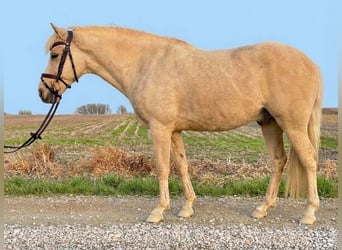 More ponies/small horses, Gelding, 12 years, 9.1 hh, Palomino