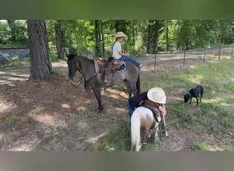 More ponies/small horses, Gelding, 12 years, 9 hh