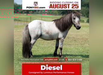 More ponies/small horses, Gelding, 12 years, 9 hh, Roan-Blue