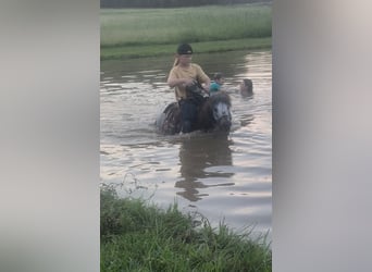 More ponies/small horses, Gelding, 12 years, 9 hh, Roan-Blue
