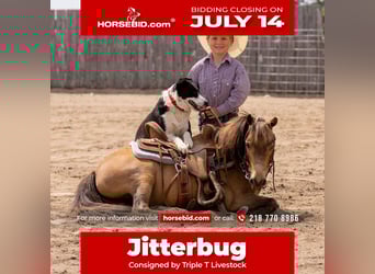 More ponies/small horses, Gelding, 12 years, 9,1 hh, Buckskin