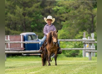 More ponies/small horses, Gelding, 12 years, 9,1 hh, Buckskin