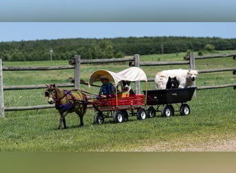 More ponies/small horses, Gelding, 12 years, 9,1 hh, Buckskin