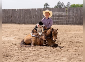 More ponies/small horses, Gelding, 12 years, 9,1 hh, Buckskin
