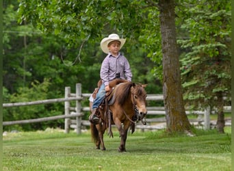More ponies/small horses, Gelding, 12 years, 9,1 hh, Buckskin