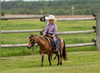 More ponies/small horses, Gelding, 12 years, 9,1 hh, Buckskin