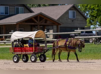 More ponies/small horses, Gelding, 12 years, 9,1 hh, Buckskin