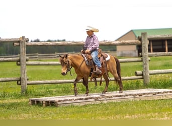 More ponies/small horses, Gelding, 12 years, 9,1 hh, Buckskin