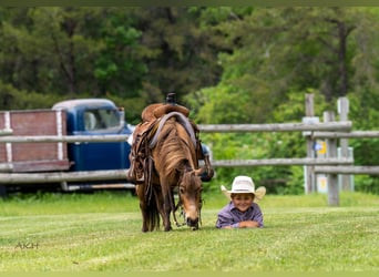 More ponies/small horses, Gelding, 12 years, 9,1 hh, Buckskin