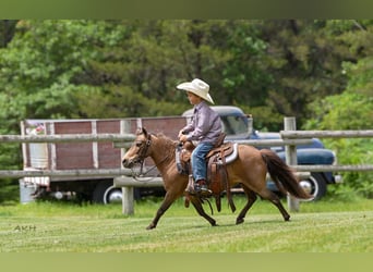 More ponies/small horses, Gelding, 12 years, 9,1 hh, Buckskin