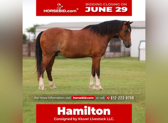 More ponies/small horses Mix, Gelding, 12 years, Bay