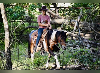 More ponies/small horses, Gelding, 12 years, Pinto