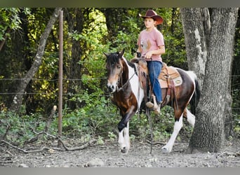 More ponies/small horses, Gelding, 12 years, Pinto