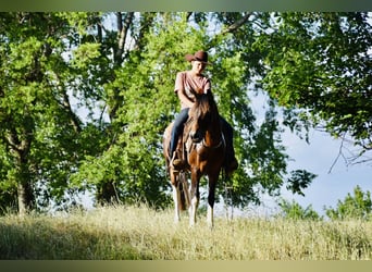 More ponies/small horses, Gelding, 12 years, Pinto