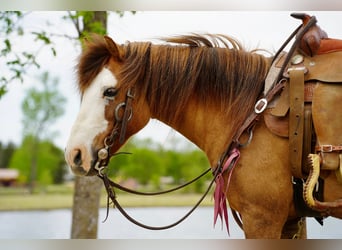 More ponies/small horses, Gelding, 13 years, 10 hh, Red Dun