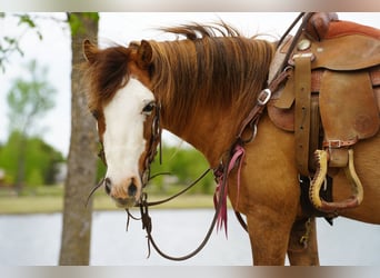 More ponies/small horses, Gelding, 13 years, 10 hh, Red Dun