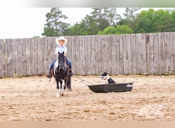 More ponies/small horses Mix, Gelding, 13 years, 10,3 hh