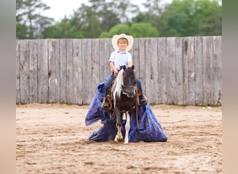 More ponies/small horses Mix, Gelding, 13 years, 10,3 hh